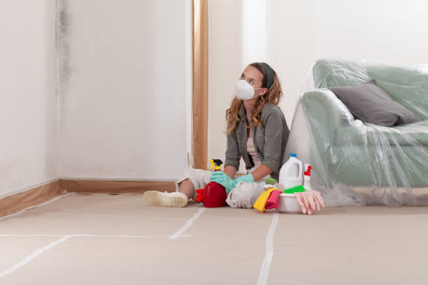 Reliable Basement Mold Removal contractor in Union City, MI by Cheap Mold Removal
