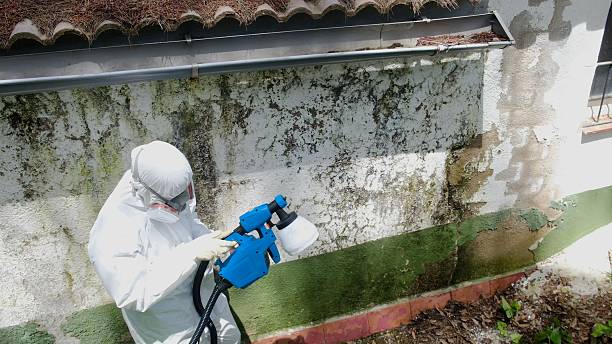 Trusted Mold Testing service in Union City, MI - Cheap Mold Removal